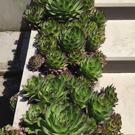 Pensionat Hera Eforie Sud (Constanta)